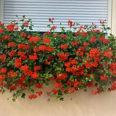 Annamaria Апартаменты