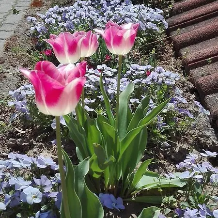 Апартаменты Annamaria