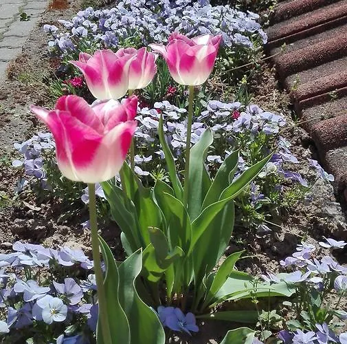 Apartament Annamaria